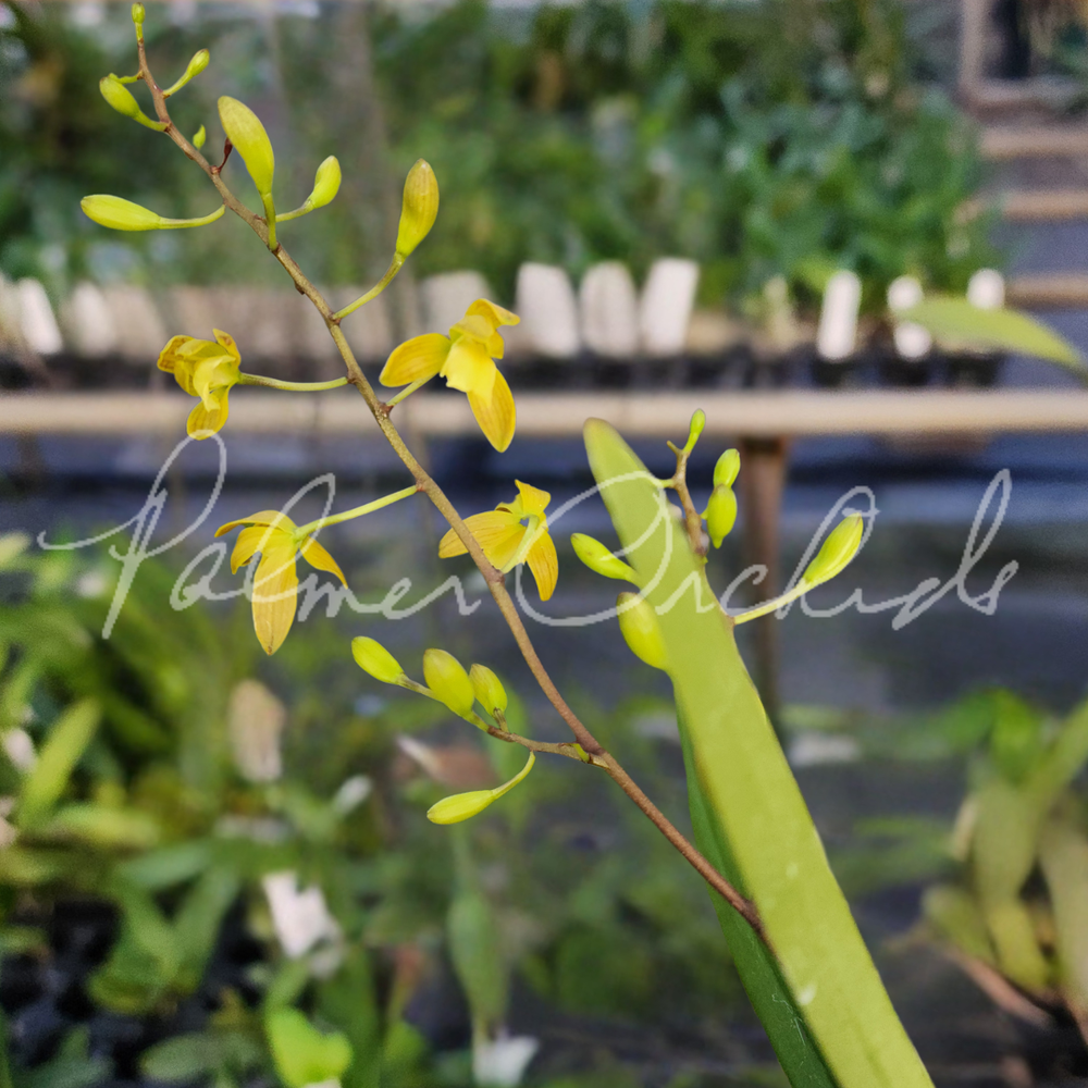 Encyclia rufa — Palmer Orchids